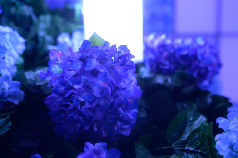 藤と紫陽花の間